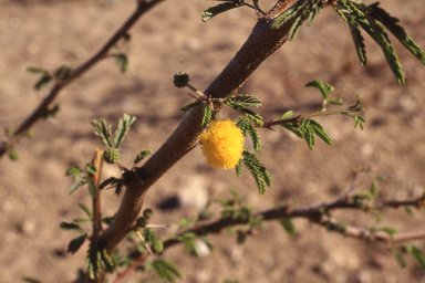 APII jpeg image of Vachellia farnesiana  © contact APII