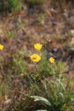 APII jpeg image of Xerochrysum viscosum  © contact APII