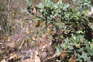 APII jpeg image of Grevillea dryophylla  © contact APII