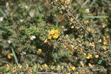 APII jpeg image of Pultenaea hispidula  © contact APII