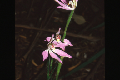 APII jpeg image of Caladenia carnea  © contact APII