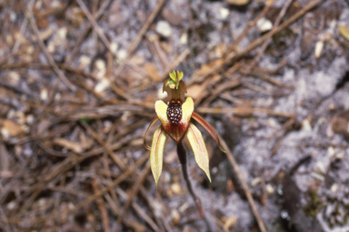 APII jpeg image of Caladenia tessellata  © contact APII