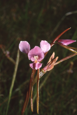 APII jpeg image of Diuris punctata  © contact APII