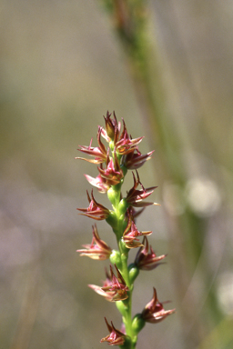 APII jpeg image of Prasophyllum appendiculatum  © contact APII