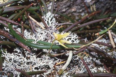 APII jpeg image of Dockrillia striolata  © contact APII