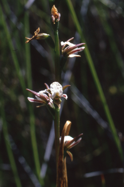 APII jpeg image of Prasophyllum odoratum  © contact APII