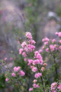 APII jpeg image of Kunzea parvifolia  © contact APII