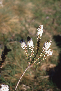 APII jpeg image of Epacris gunnii  © contact APII