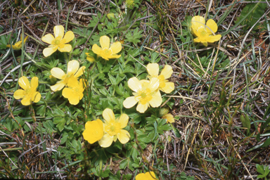 APII jpeg image of Ranunculus graniticola  © contact APII