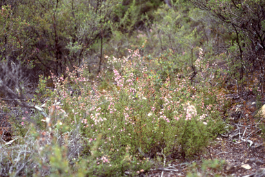 APII jpeg image of Kunzea parvifolia  © contact APII