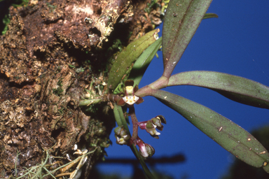 APII jpeg image of Plectorrhiza tridentata  © contact APII