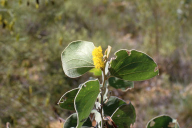 APII jpeg image of Acacia humifusa  © contact APII