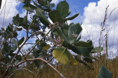 APII jpeg image of Calotropis procera  © contact APII