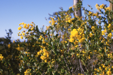 APII jpeg image of Acacia dorsenna,<br/>Macropidia fuliginosa  © contact APII