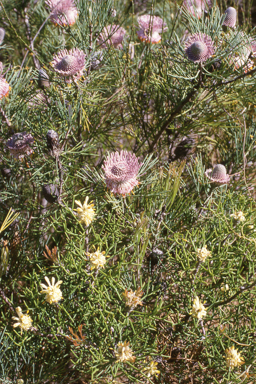 APII jpeg image of Evolvulus alsinoides,<br/>Isopogon divergens  © contact APII