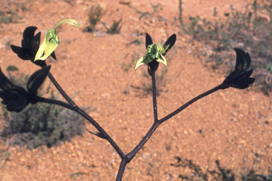 APII jpeg image of Acacia dorsenna,<br/>Macropidia fuliginosa  © contact APII