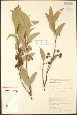 APII jpeg image of Eucalyptus balanopelex  © contact APII