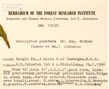 APII jpeg image of Eucalyptus punctata  © contact APII