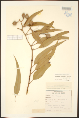 APII jpeg image of Corymbia greeniana  © contact APII