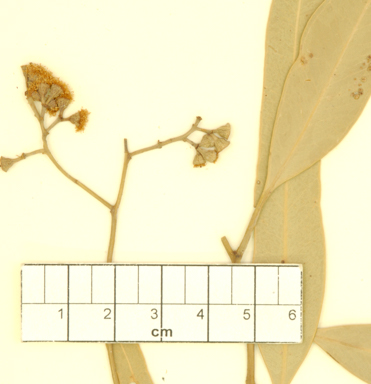 APII jpeg image of Eucalyptus cyanoclada  © contact APII