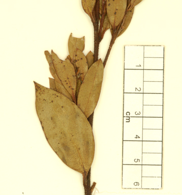 APII jpeg image of Eucalyptus moorei subsp. moorei  © contact APII