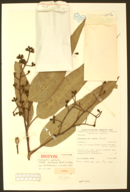 APII jpeg image of Eucalyptus peltata subsp. dimorpha  © contact APII