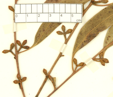 APII jpeg image of Eucalyptus rubida subsp. barbigerorum  © contact APII