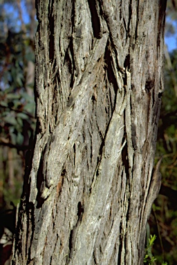 APII jpeg image of Eucalyptus conspicua subsp. conspicua  © contact APII