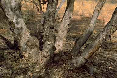 APII jpeg image of Eucalyptus cyanophylla  © contact APII