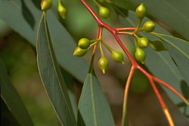 APII jpeg image of Eucalyptus melliodora  © contact APII