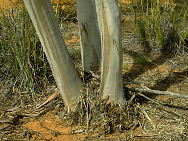 APII jpeg image of Eucalyptus olivina  © contact APII