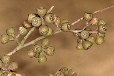 APII jpeg image of Eucalyptus obliqua  © contact APII