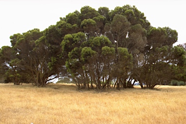 APII jpeg image of Eucalyptus cneorifolia  © contact APII