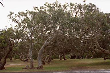 APII jpeg image of Eucalyptus leucoxylon subsp. megalocarpa  © contact APII