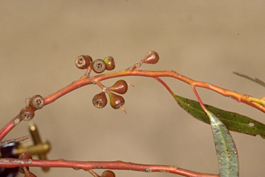 APII jpeg image of Eucalyptus oleosa subsp. oleosa  © contact APII