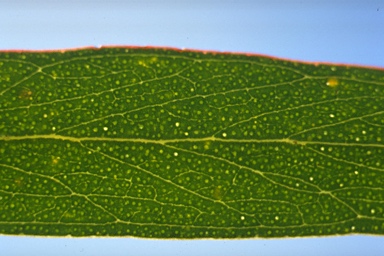 APII jpeg image of Eucalyptus nitida  © contact APII