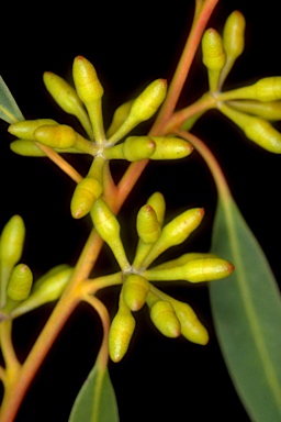 APII jpeg image of Eucalyptus oleosa subsp. oleosa  © contact APII