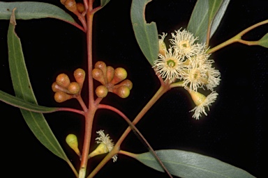 APII jpeg image of Eucalyptus gracilis  © contact APII