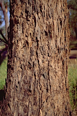 APII jpeg image of Eucalyptus melliodora  © contact APII