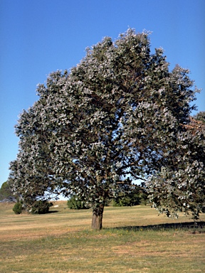 APII jpeg image of Eucalyptus crenulata  © contact APII