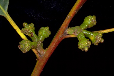 APII jpeg image of Eucalyptus globulus subsp. pseudoglobulus  © contact APII