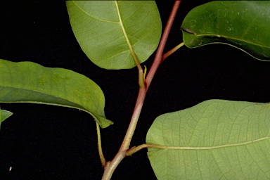 APII jpeg image of Corymbia maculata  © contact APII