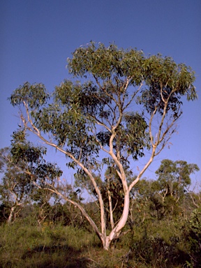 APII jpeg image of Eucalyptus haemastoma  © contact APII