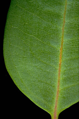 APII jpeg image of Eucalyptus bancroftii  © contact APII