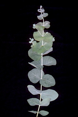 APII jpeg image of Eucalyptus banksii  © contact APII