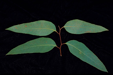 APII jpeg image of Eucalyptus campanulata  © contact APII