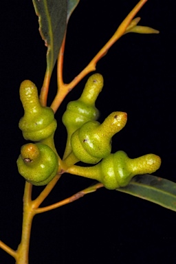 APII jpeg image of Eucalyptus balladoniensis subsp. balladoniensis  © contact APII