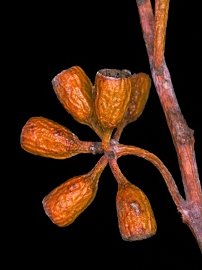 APII jpeg image of Eucalyptus capillosa subsp. polyclada  © contact APII