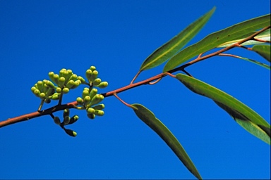 APII jpeg image of Eucalyptus cladocalyx  © contact APII