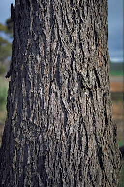 APII jpeg image of Eucalyptus longicornis  © contact APII